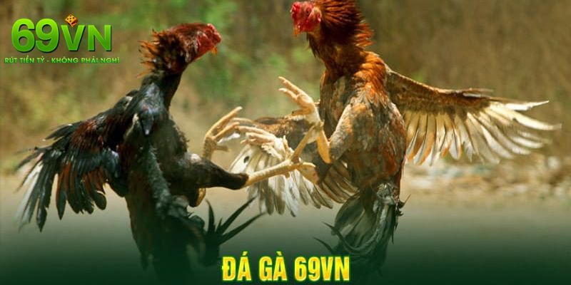 Đá Gà 69VN – Đấu Trường Đỉnh Cao Của Những Chiến Kê 1 Giới thiệu khái quát đá gà 69VN